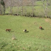   Des chevaux au pré de l' Ermite  au dessus du gîte